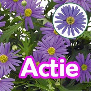 Afbeelding van Brachyscome P12 Actie Violet